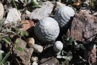 pa_1092_mammillaria_albiflora.jpg