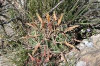 pa_1093_ferocactus_latispinus.jpg