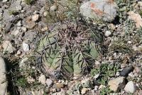 pa_1094_echinocactus_horizonthalonius.jpg