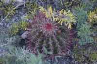 pa_1095_ferocactus_steinesii.jpg