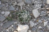 pa_109_coryphantha_cornifera.jpg
