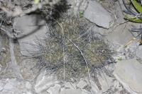 pa_1100_thelocactus_conothelos_flavus.jpg