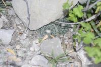 pa_1102_mammillaria_formosa.jpg