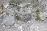 pa_1103_coryphanhta_palmeri.jpg