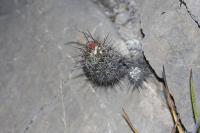 pa_1104_coryphantha_pulleineana.jpg
