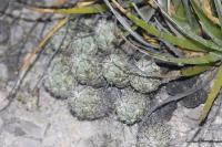 pa_1105_neolloydia_matehualensis.jpg