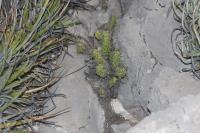 pa_1106_echinocereus_pentalophus.jpg