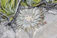pa_1107_ariocarpus_retusus.jpg