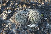 pa_1108_coryphantha_palmeri.jpg