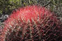 pa_110_ferocactus_steinesii_pilosus.jpg