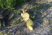pa_1110_opuntia_sp..jpg