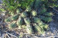pa_1111_echinocereus_cinerascens_ssp._tulensis.jpg