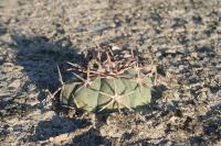 pa_1112_echinocactus_horizonthalonius.jpg