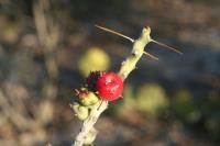 pa_1113_cylindropuntia_leptocaulis.jpg