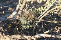 pa_1114_glandulicactus_uncinatus.jpg