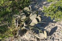 pa_1115_opuntia_microdasys.jpg