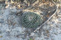 pa_1116_mammillaria_heyderi.jpg