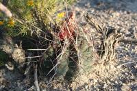 pa_1117_thelocactus_bicolor.jpg