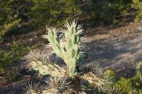 pa_1118_cylindropuntia_imbricata.jpg