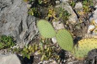pa_1119_opuntia_sp..jpg