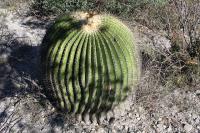 pa_111_echinocactus_platyacanthus.jpg