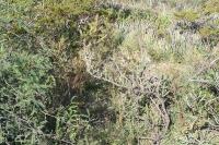 pa_1120_cylindropuntia_leptocaulis.jpg