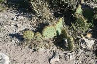 pa_1121_opuntia_sp..jpg