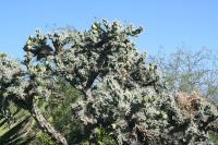 pa_1122_cylindropuntia_imbricata.jpg
