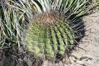 pa_1123_echinocactus_platyacanthus.jpg
