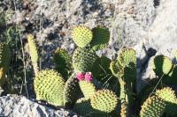 pa_1124_opuntia_microdasys.jpg