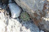 pa_1125_mammillaria_compressa.jpg