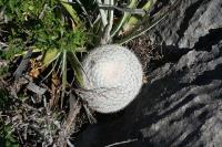 pa_1126_mammillaria_candida.jpg
