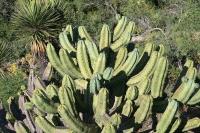 pa_1127_myrtillocactus_geometrizans.jpg