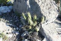 pa_1128_echinocereus_pentalophus.jpg