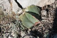 pa_1129_astrophytum_myriostigma_var._nudum.jpg