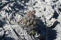 pa_1130_thelocactus_conothelos_var._flavus.jpg