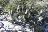 pa_1131_opuntia_sp..jpg