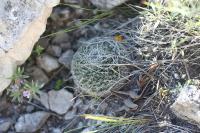 pa_1132_mammillaria_formosa.jpg