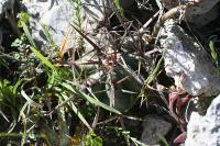 pa_1133_echinocactus_platyacanthus.jpg