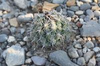 pa_1136_coryphantha_palmeri.jpg