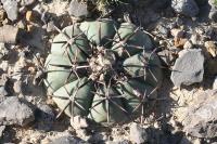 pa_1137_echinocactus_horizothalonius.jpg