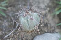 pa_1138_echinocactus_platyacanthus.jpg