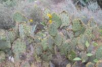 pa_1140_opuntia_sp..jpg