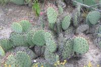 pa_1141_opuntia_sp..jpg