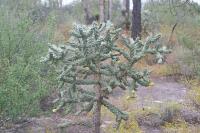 pa_1142_cylindropuntia_imbricata.jpg