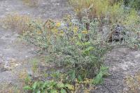pa_1143_cylindropuntia_leptocaulis.jpg