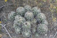 pa_1144_coryphantha_palmeri.jpg