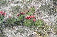 pa_1145_opuntia_stenopetala.jpg