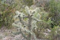 pa_1146_cylindropuntia_imbricata.jpg