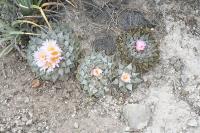 pa_1147_ariocarpus_retusus.jpg